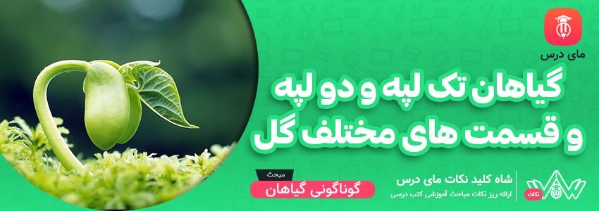 [شاه کلید مای درس] | گیاهان تک لپه، گیاهان دو لپه و قسمت های مختلف گل